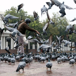 Can Bird Droppings Cause Lung Problems?